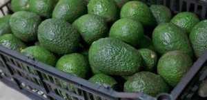 Aguacate mexicano se abre paso en Brasil con nueva exportación