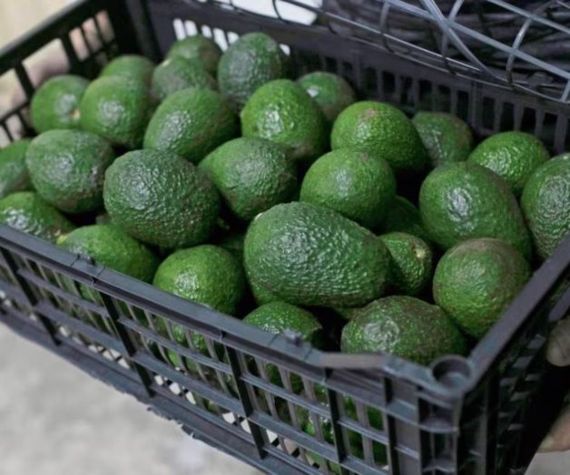 Aguacate mexicano se abre paso en Brasil con nueva exportaci&oacute;n