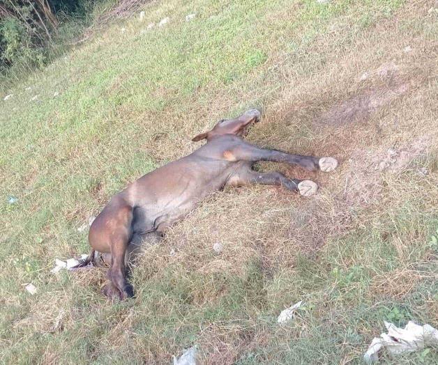 Reportan abandono y maltrato equino