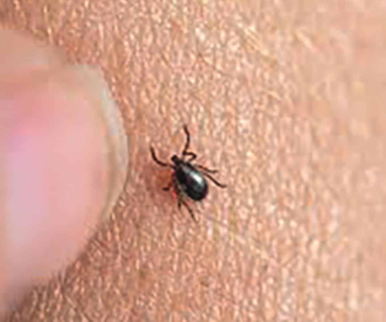 Ahora se reporta plaga de garrapatas