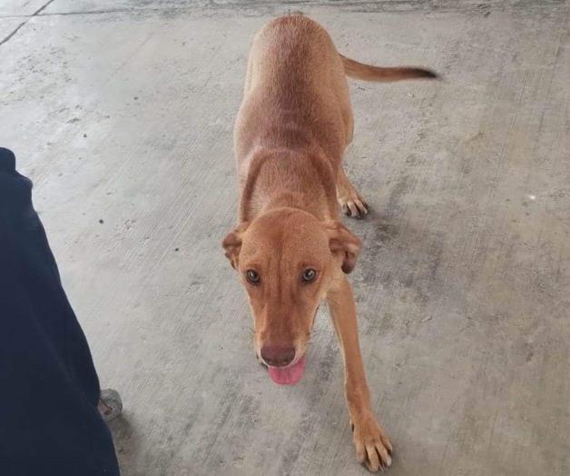 Piden no bajar la guardia con el cuidado de mascotas