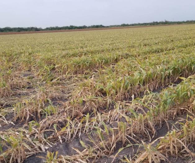 Generan cientos de empleos actividades agr&iacute;colas de rastreo