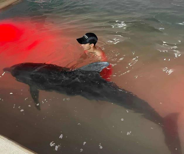 Falta de recursos frena el avance del ´delfinario´ Falta de recursos frena el avance del ´delfinario´