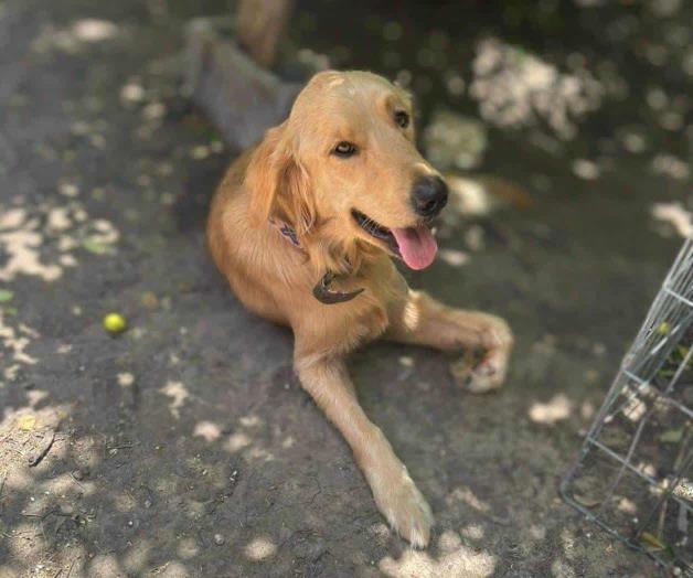 &iexcl;Calor extremo!, pulgas y garrapatas se multiplican