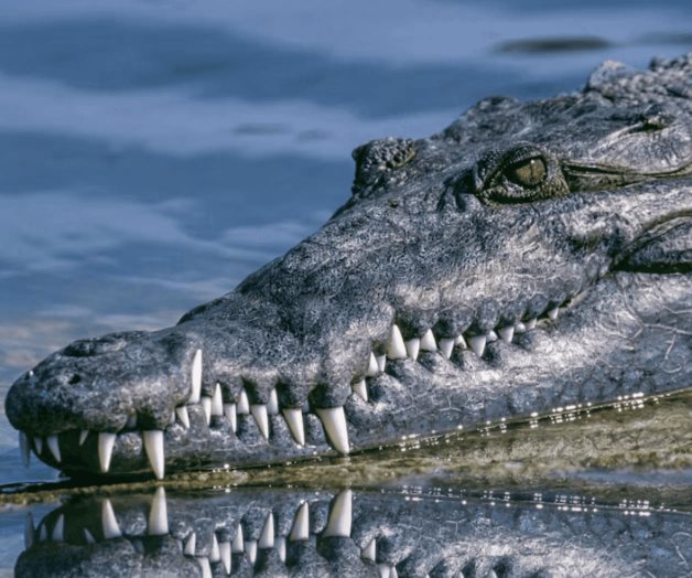 Cocodrilo ataca a hombre en canal hidráulico en Eldorado, Sinaloa Cocodrilo ataca a hombre en canal hidráulico en Eldorado, Sinaloa