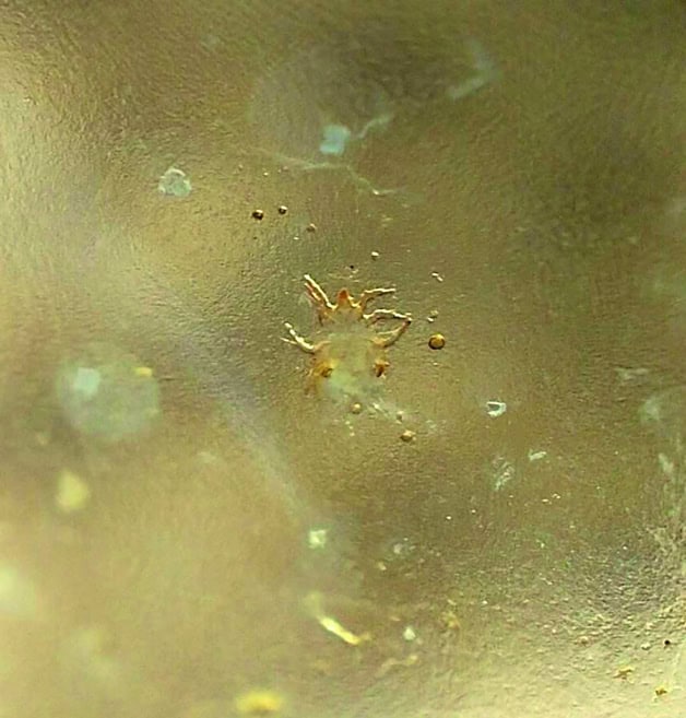 &iexcl;Calor extremo!, pulgas y garrapatas se multiplican