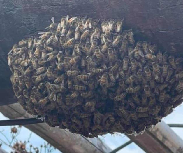 Advierten presencia  de abejas africanas 