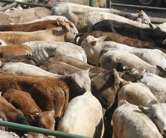 Reportan 33 casos de miasis por barrenador