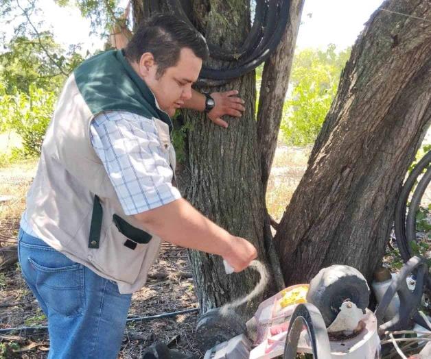 Aumenta el calor riesgo de dengue Aumenta el calor riesgo de dengue