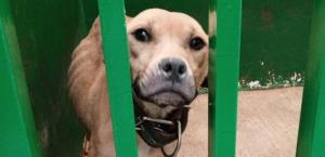 Comunidad busca rescatar perro abandonado tras denuncia