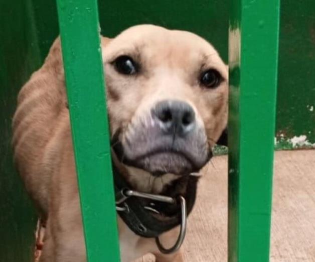 Comunidad busca rescatar perro abandonado tras denuncia Comunidad busca rescatar perro abandonado tras denuncia