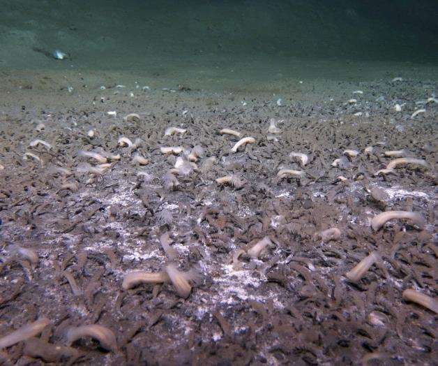 Sumergible encuentra criaturas en lo m&aacute;s profundo del oc&eacute;ano