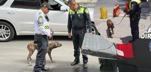 SSC entrega a Fritzia a su dueña tras rescate