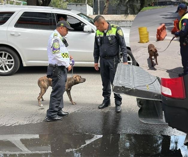 SSC entrega a Fritzia a su due&ntilde;a tras rescate
