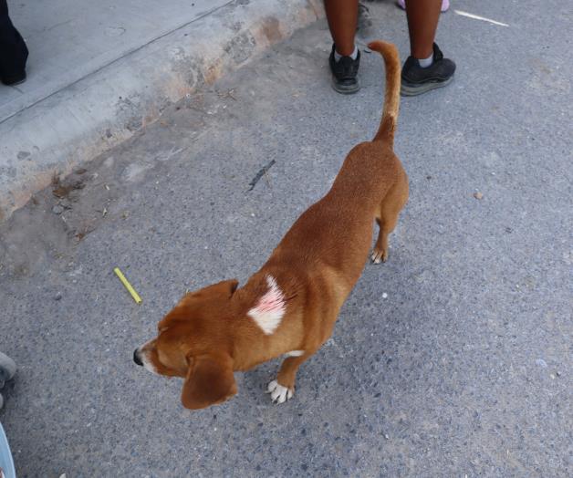 Aprovechan visitas a colonias para aplicar dosis contra la rabia Aprovechan visitas a colonias para aplicar dosis contra la rabia