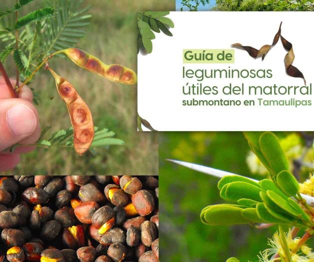 Difunde UAT bondades de leguminosas útiles Difunde UAT bondades de leguminosas útiles