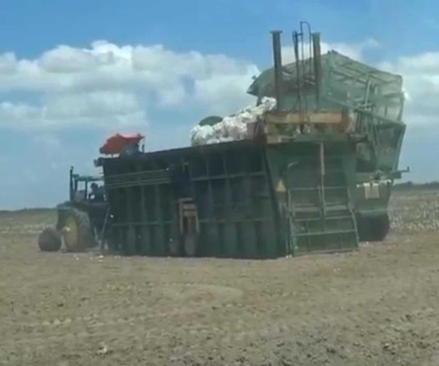 Arranca proceso de la pizca de algodón