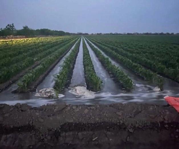 En crisis, presas que riegan al distrito 025