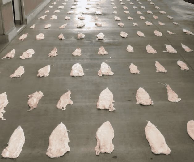 Mujer vinculada a proceso por delito contra la biodiversidad en Quintana Roo