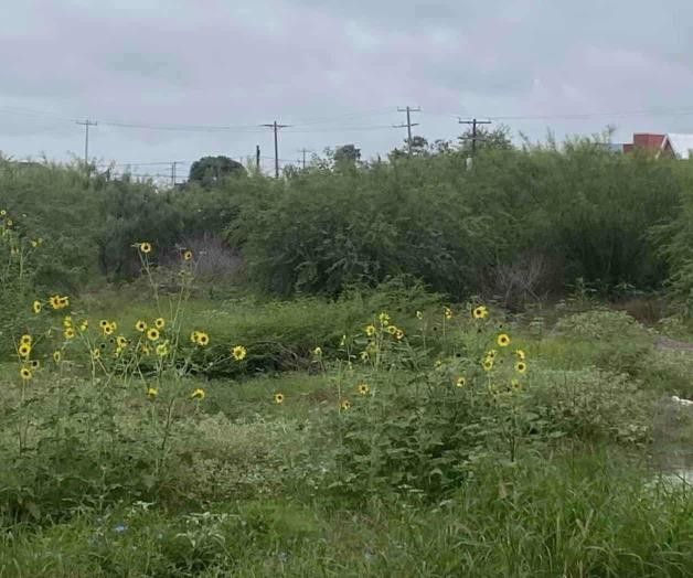 Cubren maleza y plagas a tres fraccionamientos Cubren maleza y plagas a tres fraccionamientos