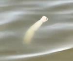 Flota en el Anzaldúas presunto brazo humano