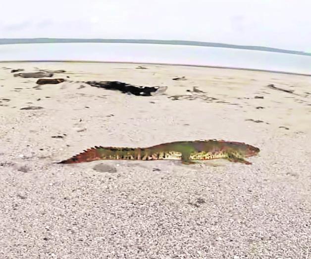 Alertan por un cocodrilo de gran tamaño