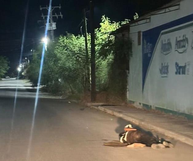 Duerme en la calle en riesgo de ser arrollado