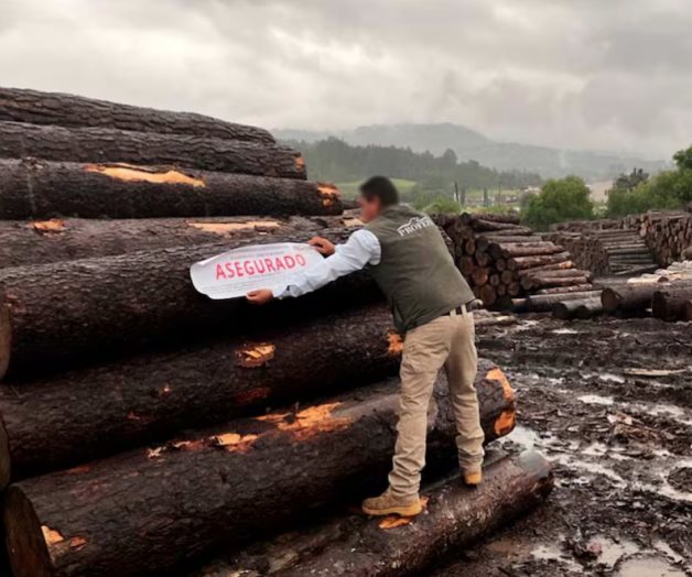 Incautan madera en reserva de la mariposa Monarca