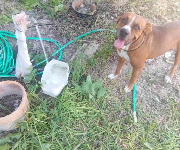 Exhortan autoridades extremar cuidados con mascotas ante el calor Exhortan autoridades extremar cuidados con mascotas ante el calor