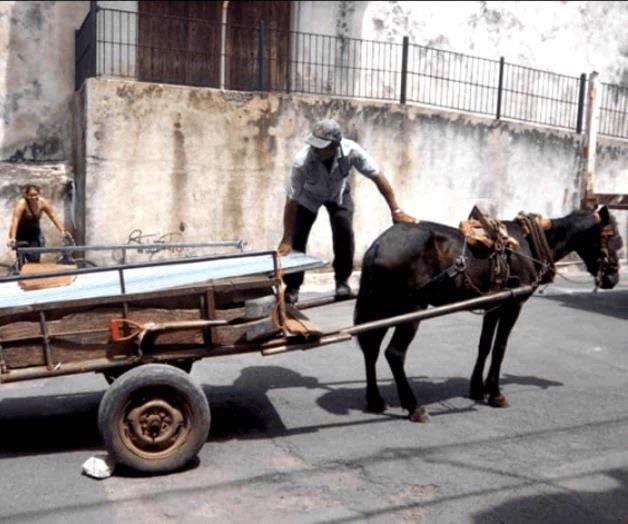 Canjearán caballos por motos para carretoneros Canjearán caballos por motos para carretoneros