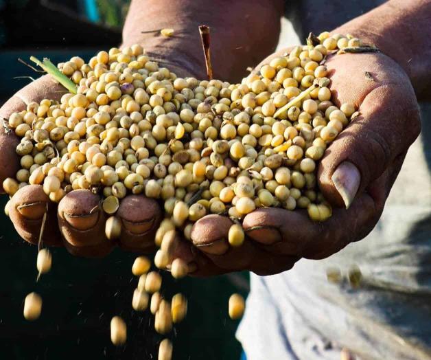 Distrito 026: nuevo  terreno para la soya