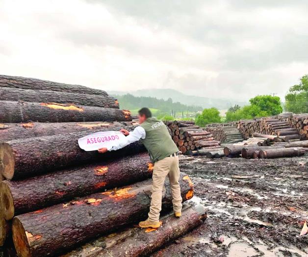 Dan golpe a tala en Reserva Monarca