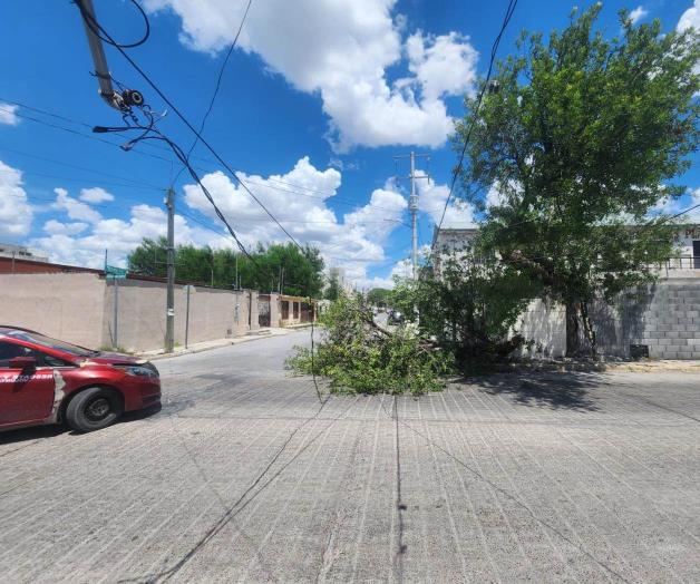 Da&ntilde;a &aacute;rbol ca&iacute;do unos cables de alta tensi&oacute;n