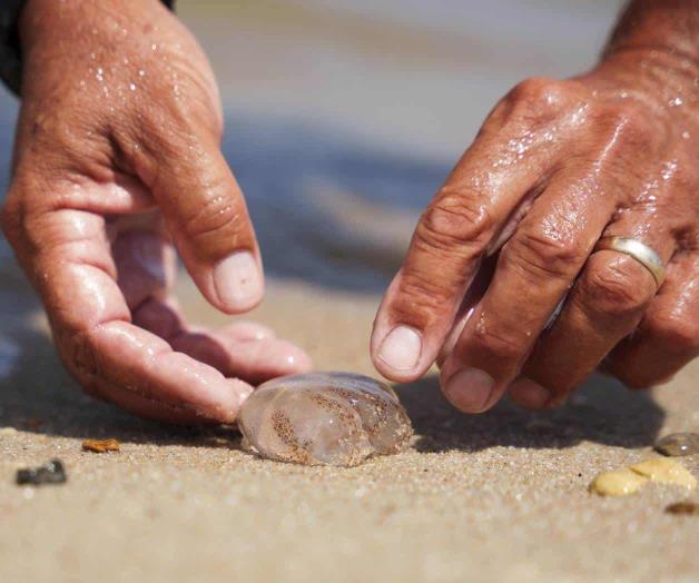 Aumenta poblaci&oacute;n de medusas en playas y costas de Delaware