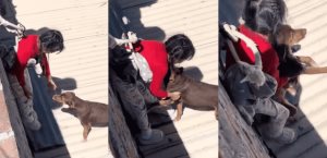 Emotivo rescate de perro por madre e hija se vuelve viral en redes