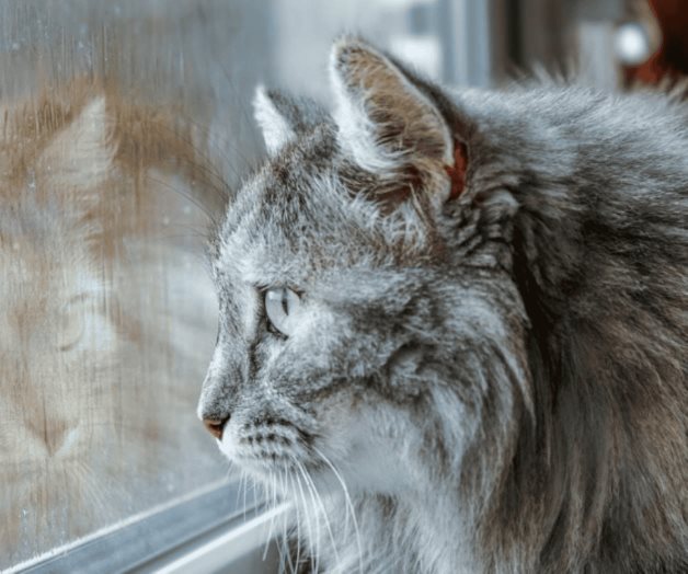 Día del Gato 2025: Importancia de la celebración el 8 de agosto Día del Gato 2025: Importancia de la celebración el 8 de agosto