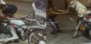 Caballo calesero se desploma en Mérida