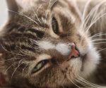 Día del Gato 2025: Curiosidades y particularidades de los felinos