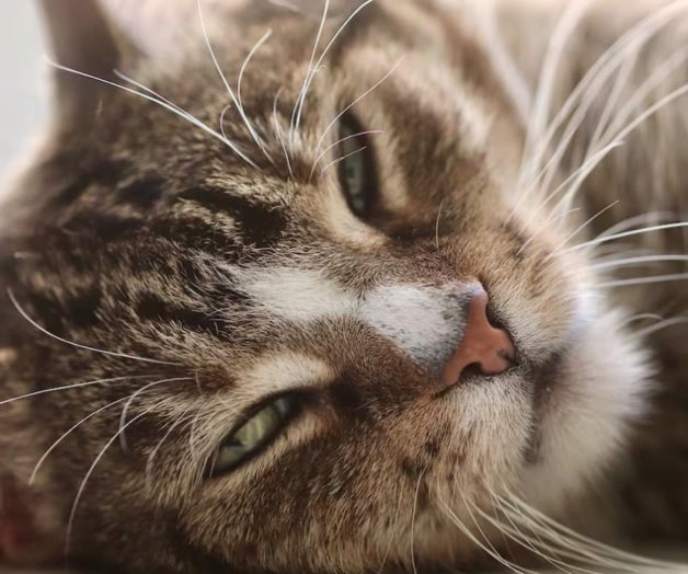 Día del Gato 2025: Curiosidades y particularidades de los felinos Día del Gato 2025: Curiosidades y particularidades de los felinos