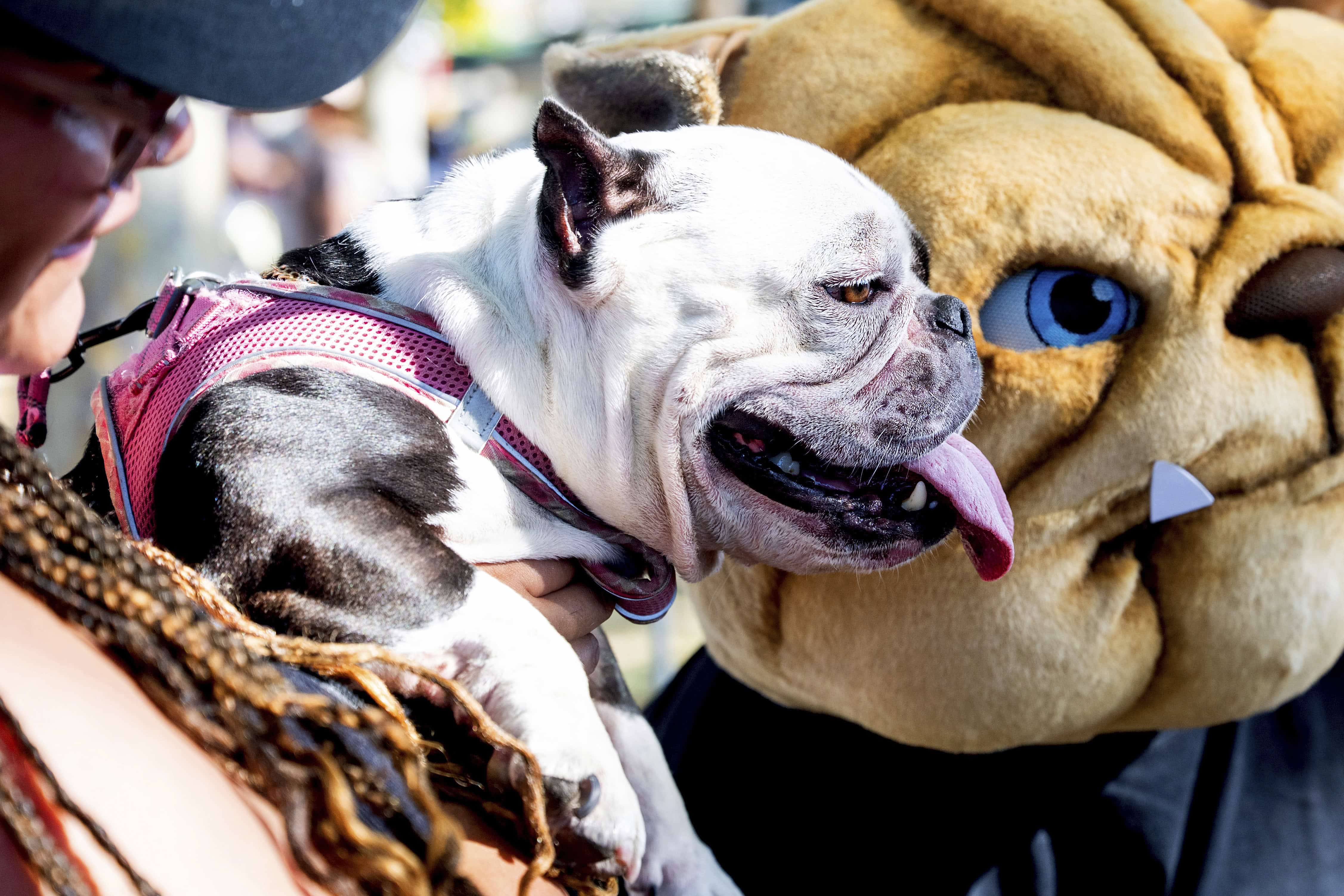 Celebran en feria el concurso del perro m&aacute;s feo del mundo