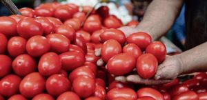 Consejo nacional agropecuario apoya medida de precios mínimos en exportaciones de jitomate