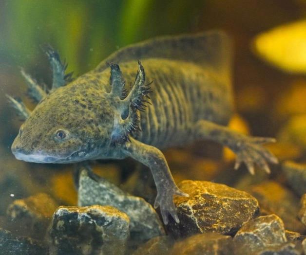 Investigaci&oacute;n revela presencia de ajolotes en Xochimilco a trav&eacute;s de ADN ambiental