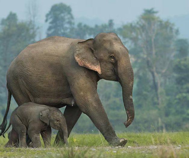 Se celebra el Día Mundial del Elefante Se celebra el Día Mundial del Elefante