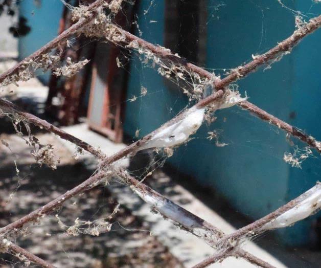 Ahora se quejan de mosquitos