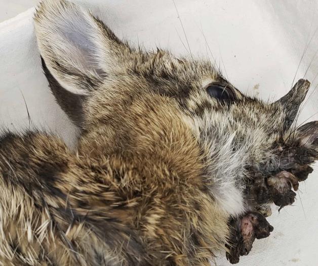 Conejos con &acute;cuernos&acute; tienen un virus com&uacute;n