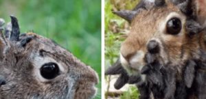 Alerta en Colorado por enfermedad en conejos silvestres
