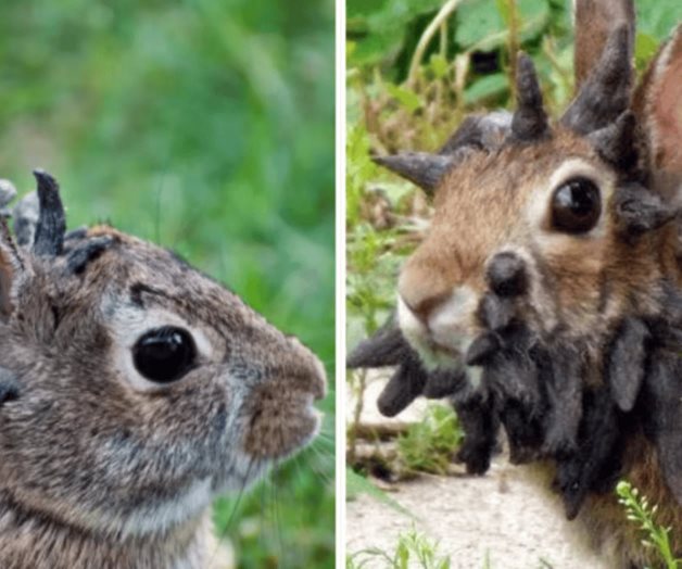 Alerta en Colorado por enfermedad en conejos silvestres Alerta en Colorado por enfermedad en conejos silvestres