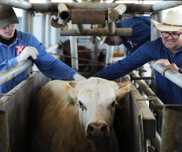 Medidas en frontera para controlar gusano barrenador