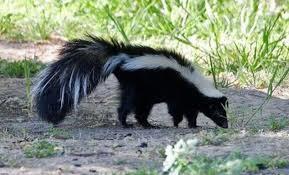 Confirman caso de rabia humana en Zacatecas