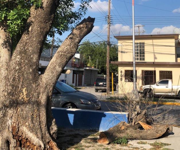 Temen accidentes por ca&iacute;da de &aacute;rboles